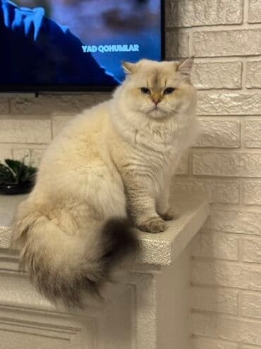 pişik balasi: Britan — 4