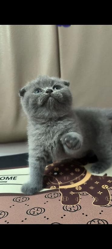 itlər bala: Şotland yastı qulaq, Dişi — 2