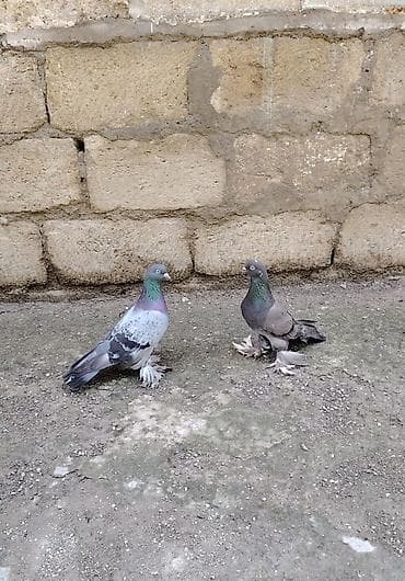 Super Oynaq Quşlar di hazir cütlər di bala yetişdirməyinə söz ola lalafo.az -da Super Oynaq Quşlar di hazir cütlər di bala yetişdirməyinə söz ola