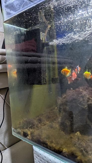 akvarium 90x40x50: Akvaryum komplekti – şüşə akvarium, üst qapaq və LED işıqlandırma ilə — 5