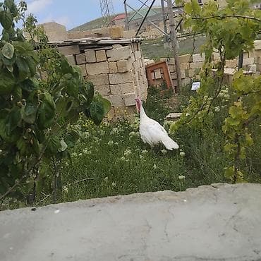 malyar ustasi: Erkək, Kanada, Damazlıq, Ödənişli çatdırılma — 6
