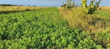 cins ineklerin satisi: Xaçmaz Aşağı Ləgər – 1 hektar 3 illik fındıq bağı satılır. 🌳 Sahə: 1 — 1