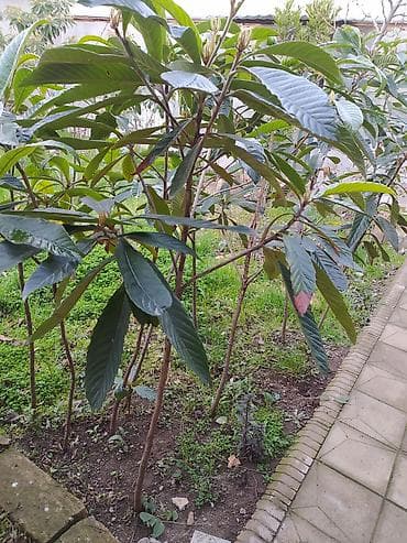 Nespoli (Eriobotrya japonica) fidanları - Bitki tipi: Həmişəyaşıl