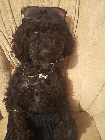 pitbull iti qiymeti: Pudel, 2 il, Dişi, Cütləşmə üçün — 3