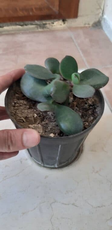 üzüm ağacı: Pul gülü. 4 ədəddir. Qiymətləri balacadan böyüyə görə dəyişir - 5, 10 — 2