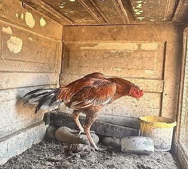 Гуси: Wekilde gorduyunuz bece satilir isimnen elaqadar olara bu qiymete — 2