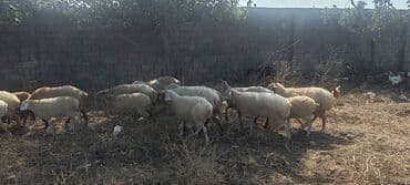 рынок животных в баку: Kom satılır — 3