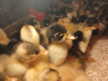 pinqivin ördək: Dişi, Damazlıq, Ünvandan götürmə, Pulsuz çatdırılma, Ödənişli çatdırılma — 4