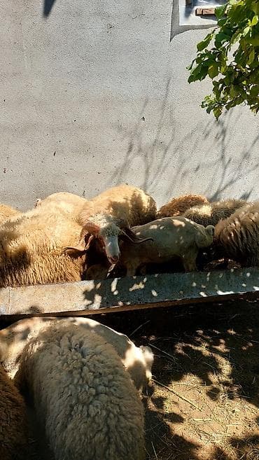 Рогатый скот: Qoç satilir, sekilde gorduyunuz qoçlardir, iri 3 eded muxtelif — 2
