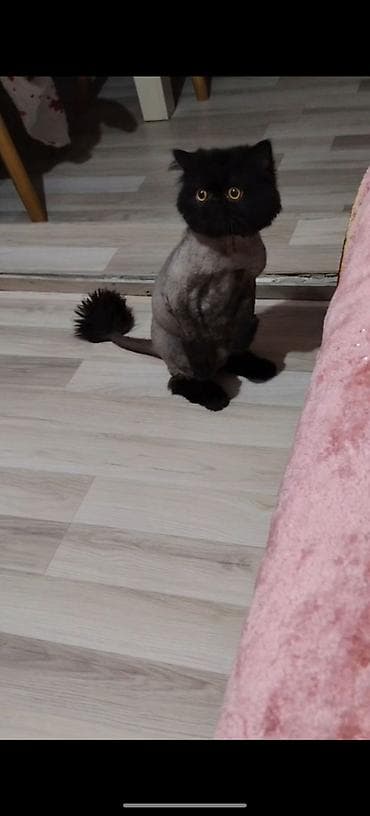 С/х животные и товары: Экзот, Самец, В добрые руки, Самовывоз, Платная доставка — 1