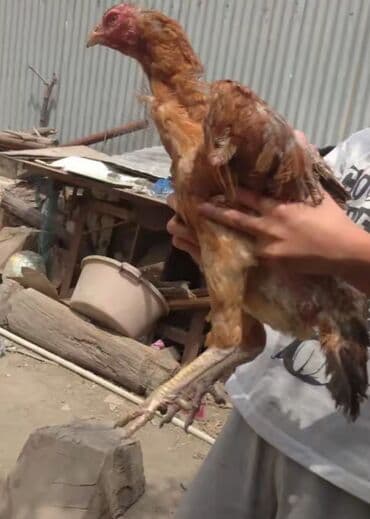 ağ pişik: Toyuq, Damazlıq, Ödənişli çatdırılma — 2