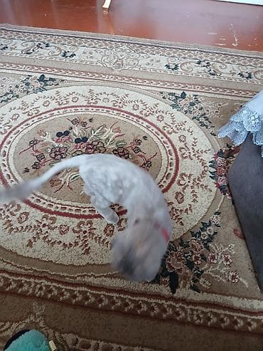 heyvan əşyaları: Britan yastı qulaq — 1