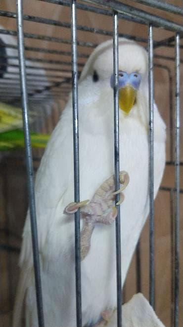 Quşlar: Quş qəfəsi iki quş üçün nəzərdə tutulub. Göy rəngli metal qəfəsin — 2