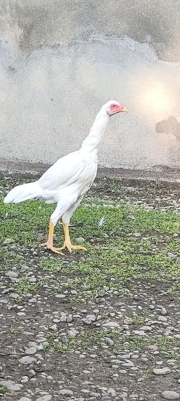 itlərin cütləşmə vaxtı: Legv edirem diye satiram. yaxwi heyrati istiyenler narahat etsin — 2