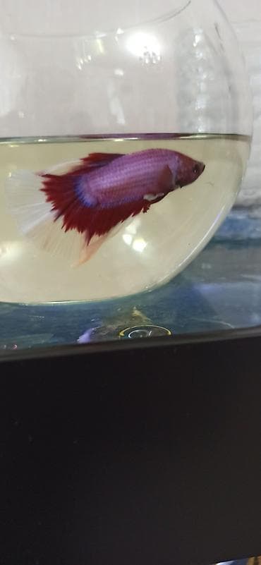 akvarium silikon: Betta (Petuşok balığı), Sülhsevər — 8