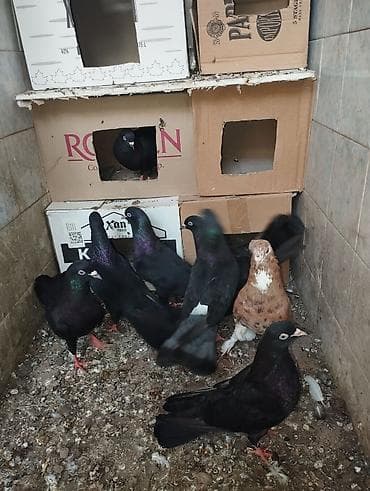 Qaralar 1 cütdən törəmədi Ana və Dədələrin Uçuşun Görmüşəm bala