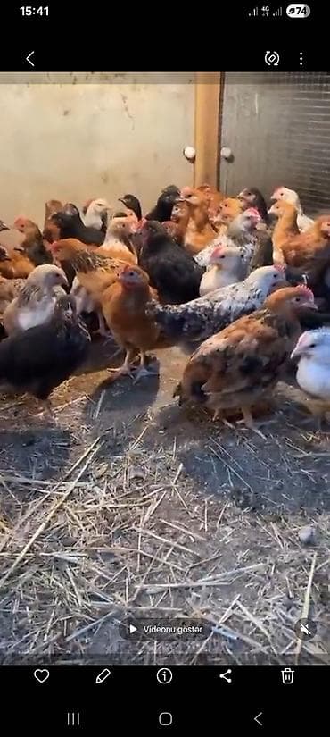 balaca cücə: Toyuq cücələri, Ətlik — 3