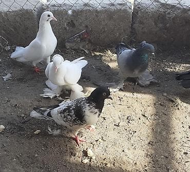rhode island red: Iri lelekli kekilli quslar satilir hamisi ebresden — 8