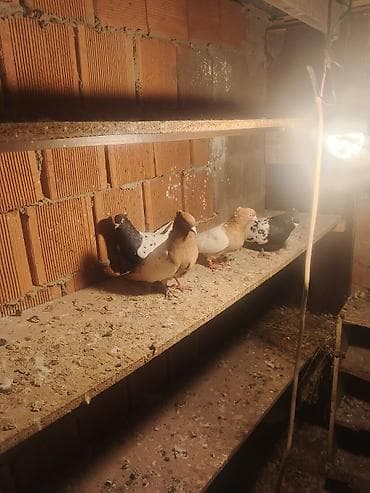 İtlər: Salam qiymət cütünə ayidir — 5