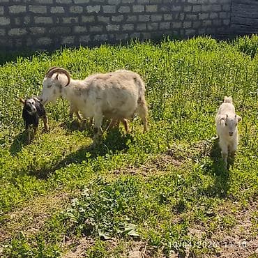 cins keçilər: Rus keçisi 4 balası var ot yeyirler südlü heyvandi ünvan Masdaga — 1