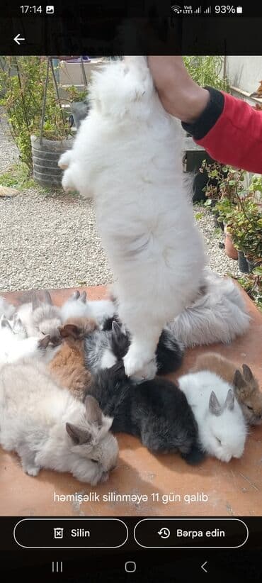 afçarka balası: Akor balası 10m — 6