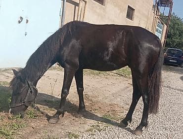 Salam olsun her kese yorğa atdı 40 gedir yaşı 8 boyu 142