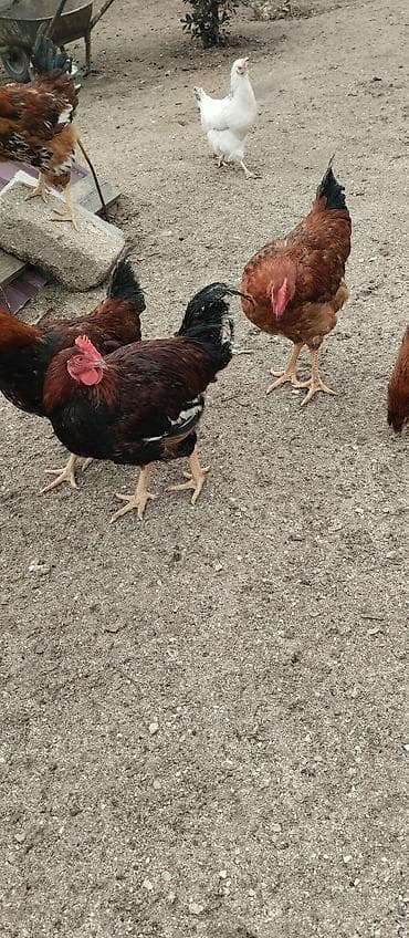 K/t heyvanları və malları: Toyuq, Ətlik — 3