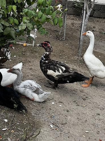 qus xana: Macar sortu lal ördek satilir ünvar yeni suraxani sonu 35manat 2dene — 1