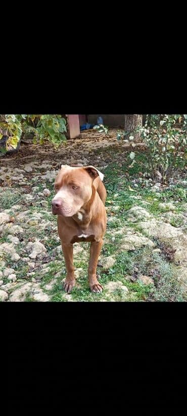 balaca itlerin satisi: Pitbul, 2 il, Erkek, Ünvandan götürmə — 2