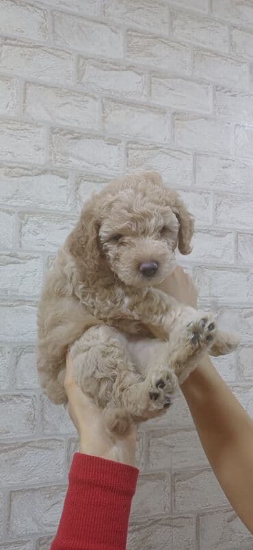 heyvan sahiblenme: Pudel, 2 ay, Dişi, Peyvəndli, Ödənişli çatdırılma — 4