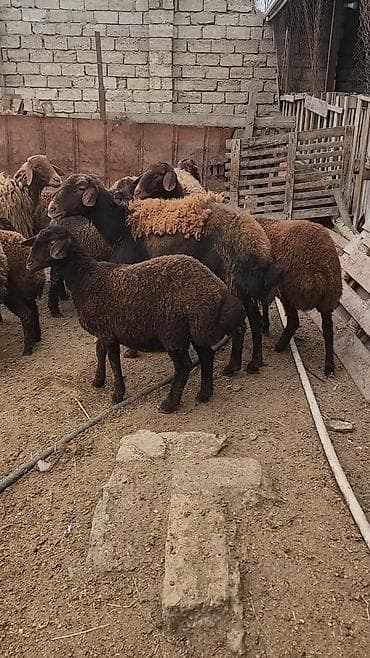 Heyvanlar üçün mallar: Qoyun sürüsü – yerli ətlik/qarışıq istiqamət Məhsul təsviri: - — 1