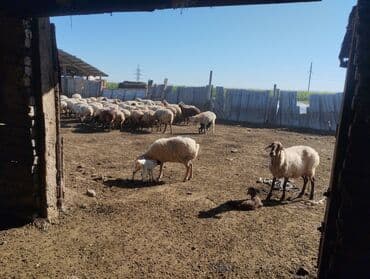 cins ineklerin satisi 2018: Qoyun sürüsü satılır - Naxırda saxlanılan iri sürü – şəkillərdə — 1