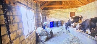 xacmaz rayonu: 12 sot, Kənd təsərrüfatı, Kupça (Çıxarış) — 12