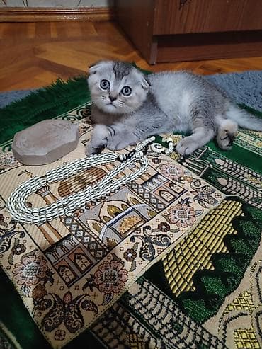 cins xoruz: Şotland — 2