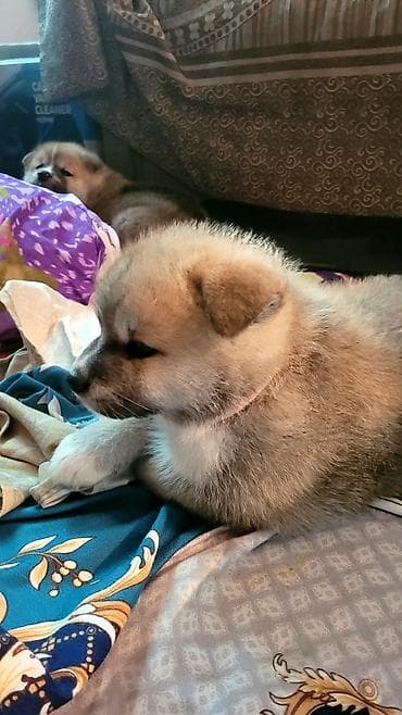 собака звонок: Акита-ину — 2