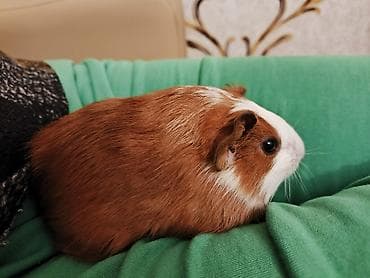 su donuzu: Ev heyvanı – dəniz donuzu (guinea pig) • Növ: Qısa tüklü guinea pig — 1