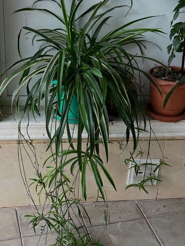 сколько стоит пальма в горшке: Butun guleri endirimnen satiram ancag xanimlara satiw olur — 26