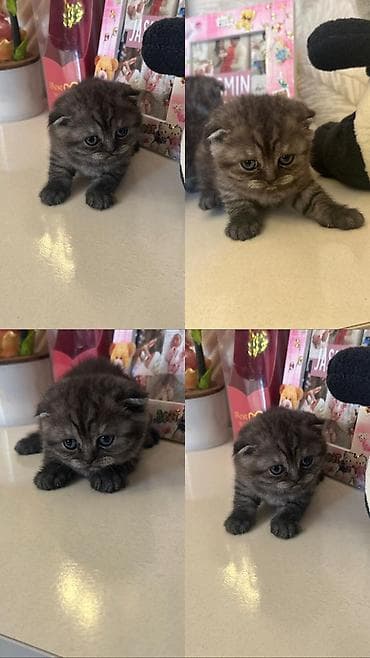 sfinks pişik: Şirin balaca pişik balaları - Cins: uzun tüklü, yumru üz quruluşlu — 4