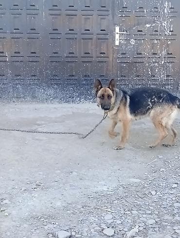 butun it cinsleri: Alman çoban iti — 1