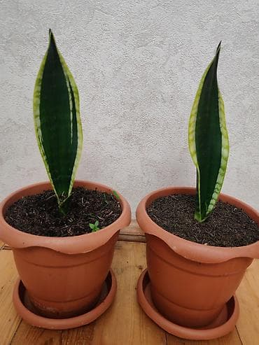 ciledagi bitkisi: Sansevieria “Qayınana dili” – 2 ədəd - Bitki: Sansevieria trifasciata — 4