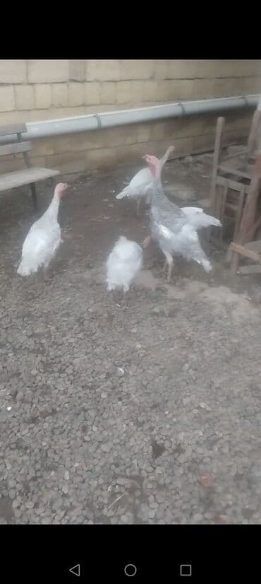 ağ pişik: Dişi, Kanada, Damazlıq, Ödənişli çatdırılma — 2