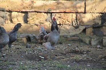 Xoruz, il: <1, Ünvandan götürmə, Ödənişli çatdırılma