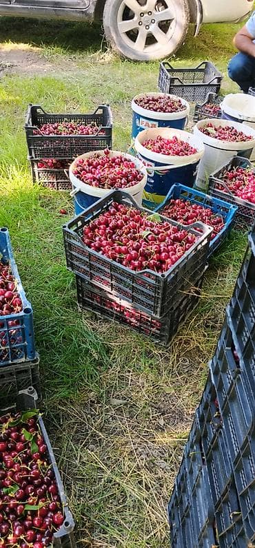 xocasen torpaq: 200 sot, Kənd təsərrüfatı, Kupça (Çıxarış) — 3