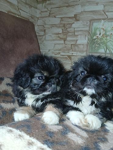 heyvanlar: Pekines — 4