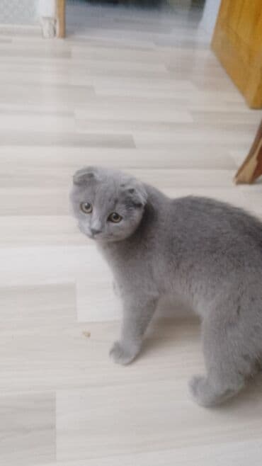 pişik bala: Şotland, Erkək, Dişi — 9