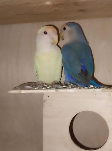 Tutuquşları: Sevgi quşları (lovebird) cütü – dekorativ və evdə bəsləmək üçün hazır — 2