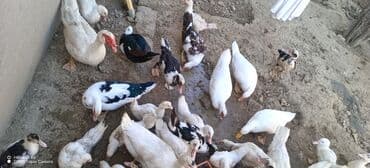 ördək balası və cücə: Mövzu: Misk ördəkləri və ağ pekin ördəkləri – qarışıq sürü Təsvir: - — 3