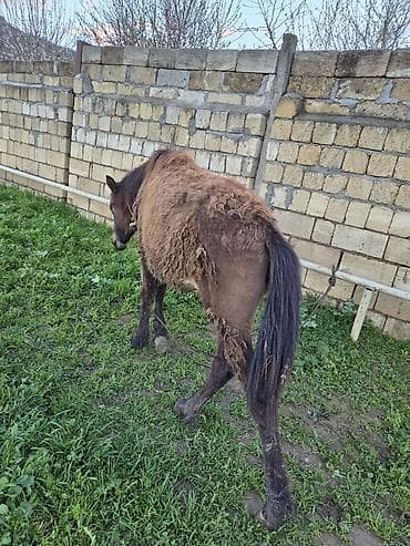 qara avstrolop: Salam aleykum dişi dayça satılır Gənc at – qəhvəyi rəngdə, qara — 6