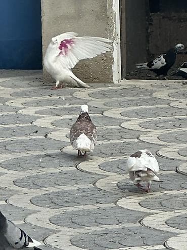 satiliq inekler: Goyercinler satilir 20 ya 22 denedi hamsi nisanli quslardi kom sekilde — 2