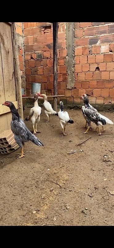 Atlar: Aseel (Asil) tipli uzunboylu döyüş/ətlik xoruz-cücələr qrupu — 3